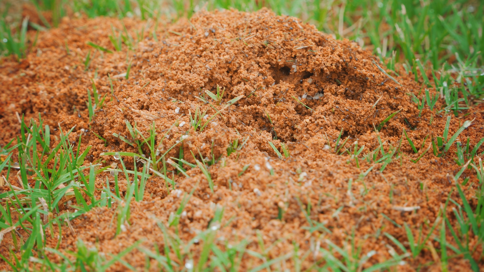 Fire Ant Control